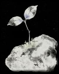 Subtle Japanese watercolor sapling sprout on stone